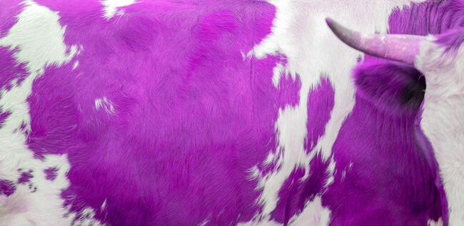 An image of a purple cow.