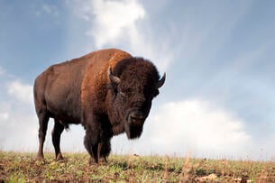 A photograph of a buffalo taken from a low perspective against a rural landscape. 