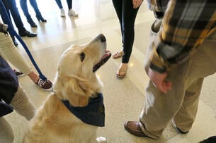 A golden retriever looks up at an unidentified man