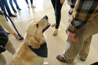 A golden retriever looks up at an unidentified man