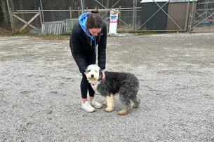 A student leans down to pet a shaggy sheepdog